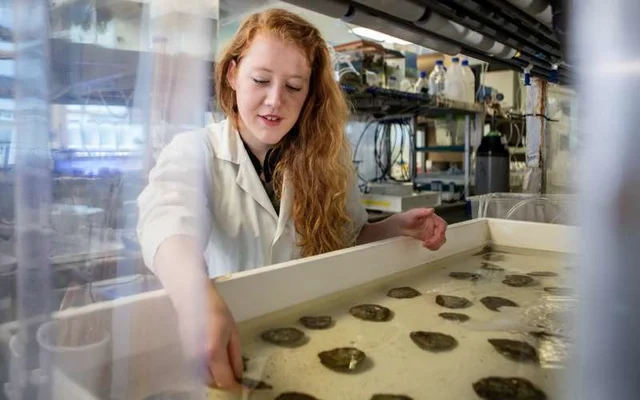 Climate change gives an important risk of caloric value of oysters
