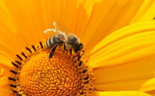 The study of genes increases the rate in order to keep English bees protected from diseases
