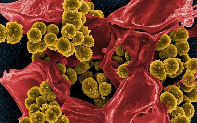 Scientists discover a strategy of the conspiracy of multi-drug resistant microbes