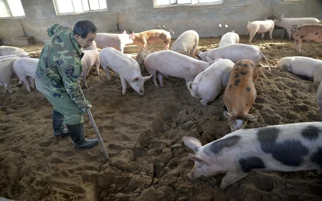 Taiwan increases protection against African swine fever