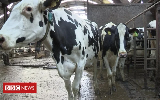 The farmer introduced a fake result of tuberculosis to the cows to compensate