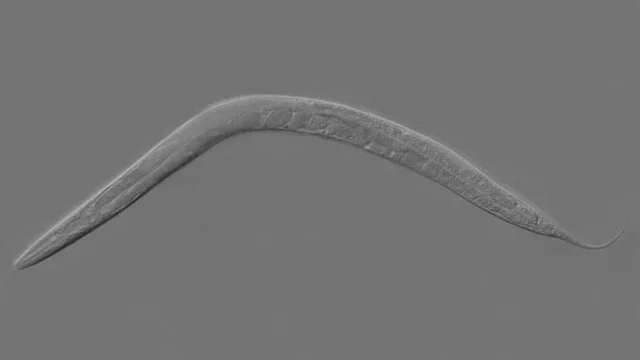 A fresh picture of the bacteria "Golden death" digests parasitic worms from the inside out