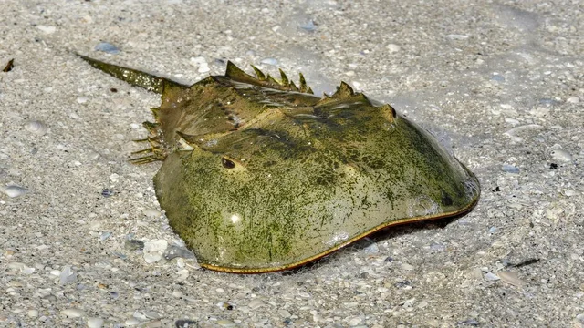 Scientists have noticed, in fact, that horseshoe crabs are associated with spiders