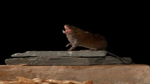 The study of singing mice allows us to imagine how the mammalian brain achieves conversation