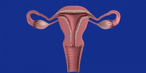 Woman’s womb ‘Slips’ out of epithelial duct when performing arts Too Hard; Everything regarding female internal reproductive organ Prolapse 