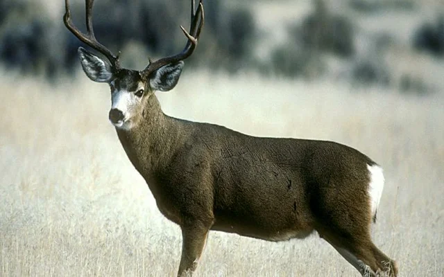 The first time CWD had been seen in plain, County Keyapaha